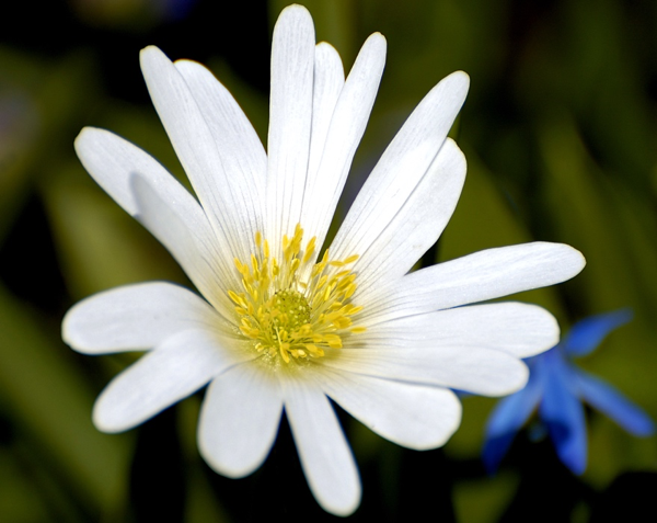 flower picture naming for speech therapy