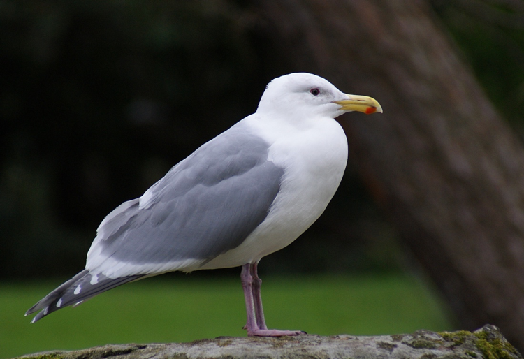 bird seagull picture naming for speech therapy