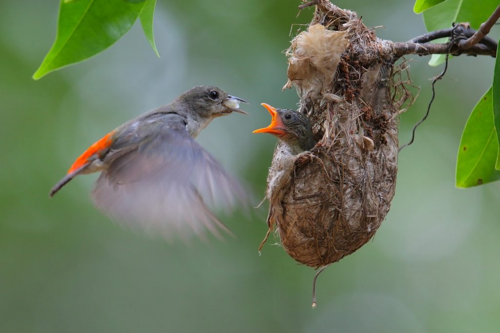 mama bird baby bird nest picture description for speech therapy aphasia, motor speech, visual neglect