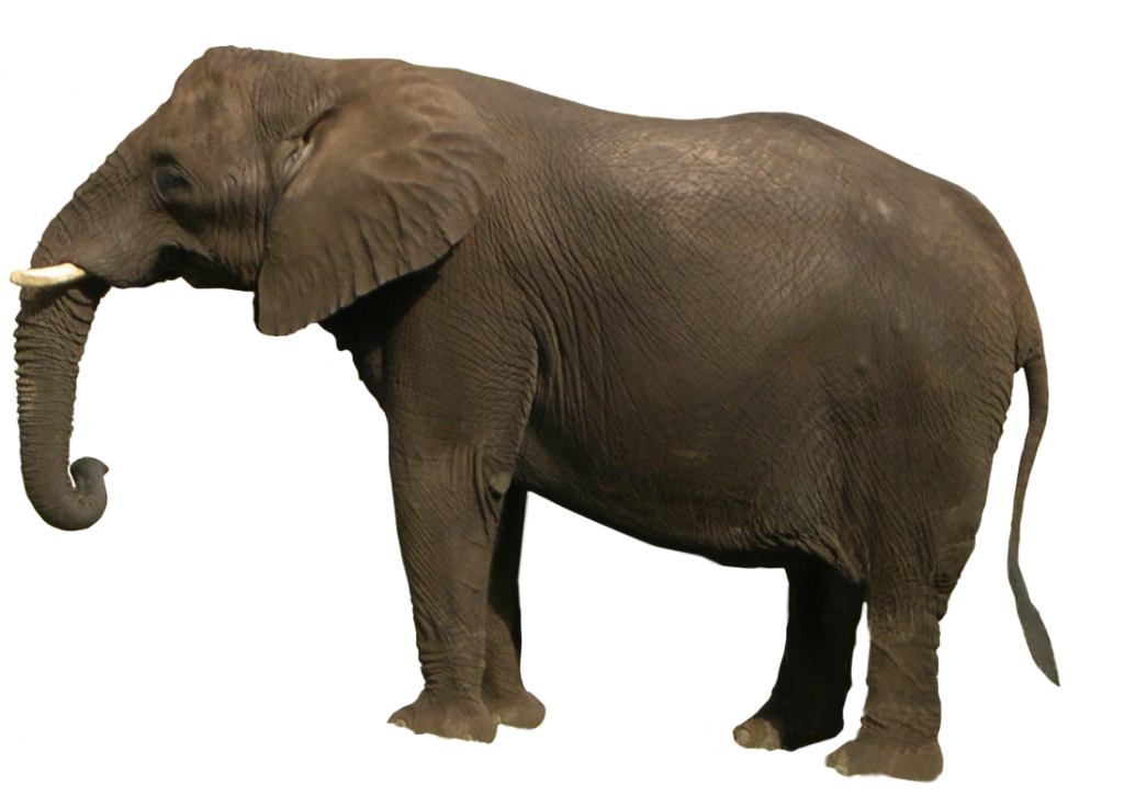 elephant picture naming for speech therapy