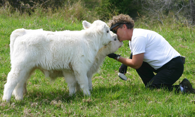 cow kiss picture description for speech therapy aphasia, motor speech, visual neglect