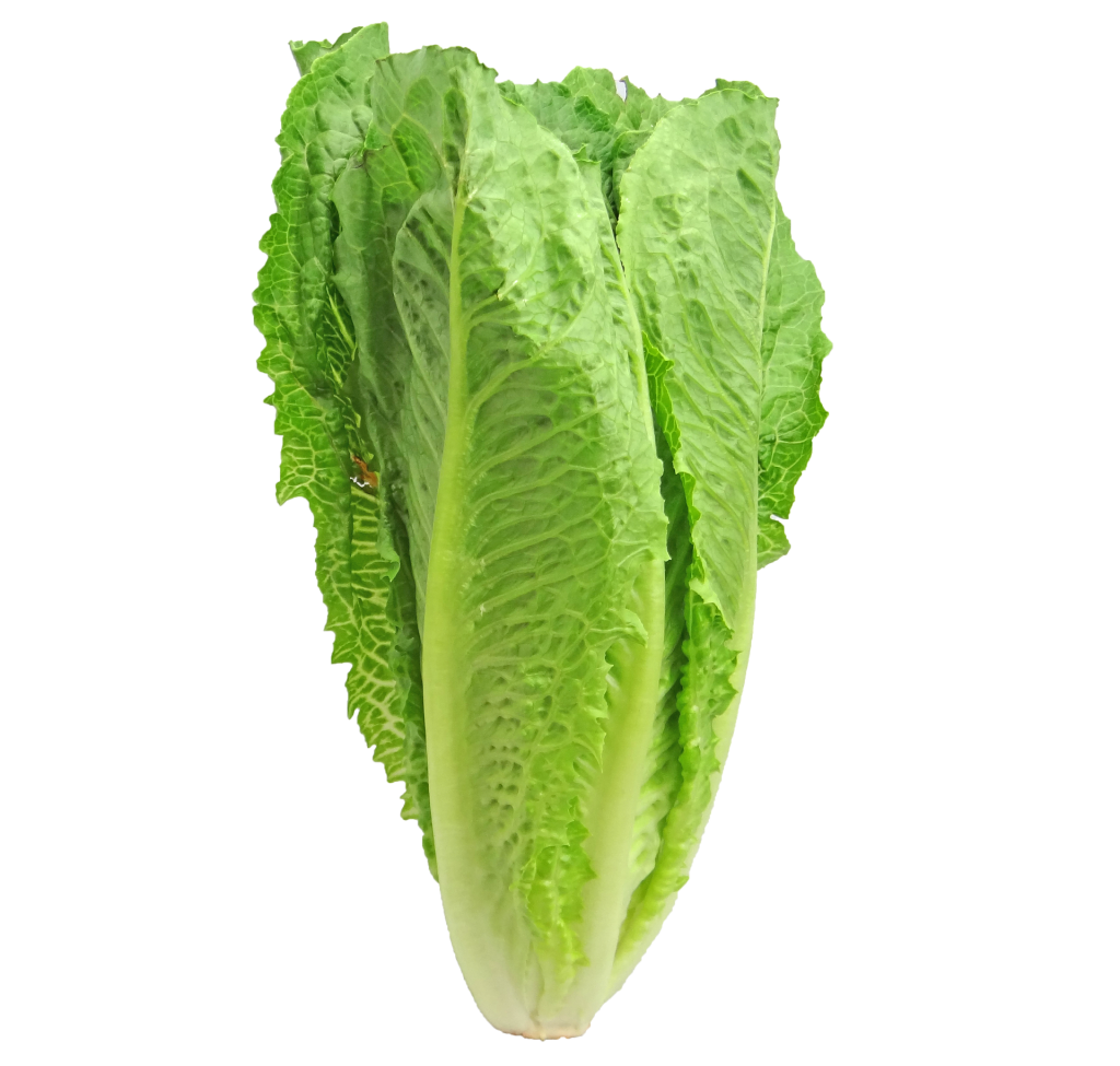 lettuce picture naming for speech therapy