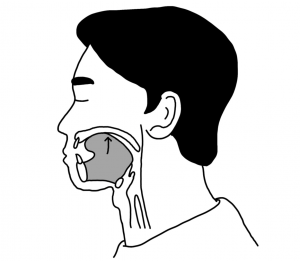 Tongue press back (illustrated by Chung Hwa Brewer, 2021)